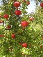 pomegranate_2