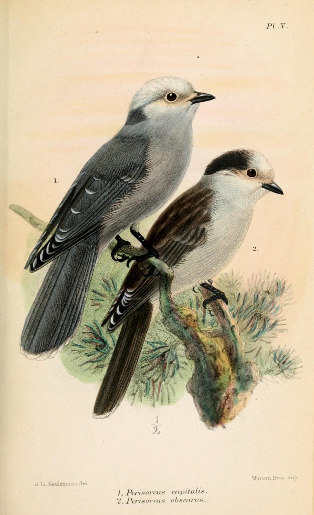 Gray Jay, Perisoreus sp.