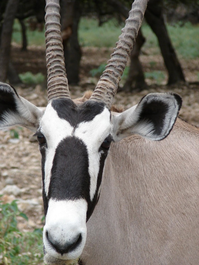Oryx