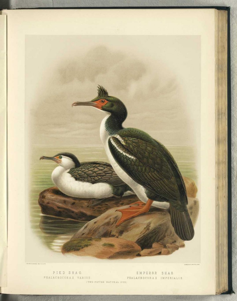shag