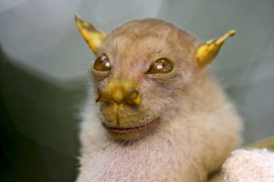 Greetings, I am a tube-nosed fruit bat from New Guinea