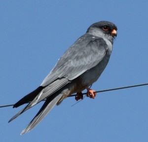 Eastern Redfooted Falcon