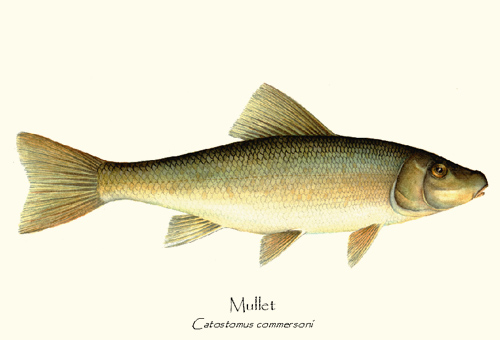 sucker-mullet-white-fish-1090