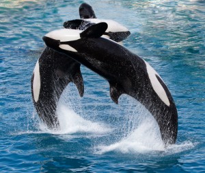 2 orcas