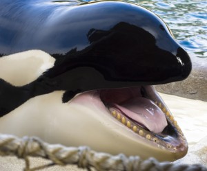 orca laugh