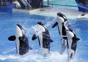 orcas4