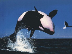 We flip for the Orcas!