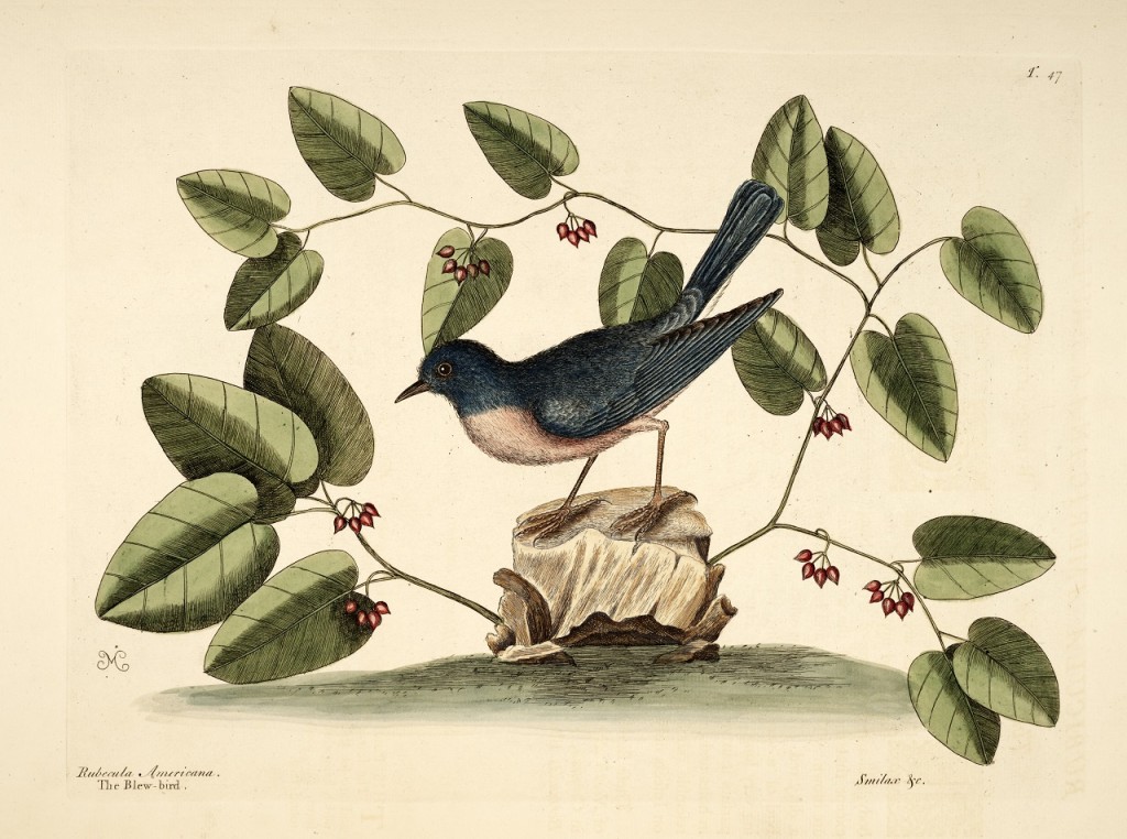 from The Natural History of Carolina, Florida, and the Bahama Islands, Volume I (Catesby, 1771)